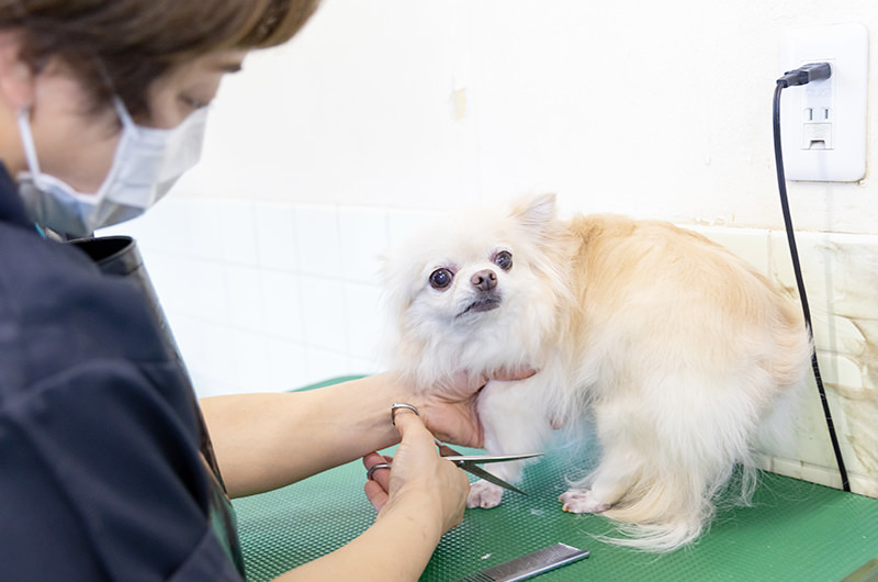 動物病院の中にある美容室だから安心！