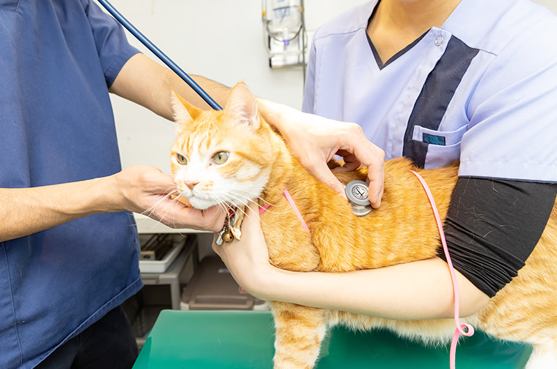 初めてペットを飼う方へ