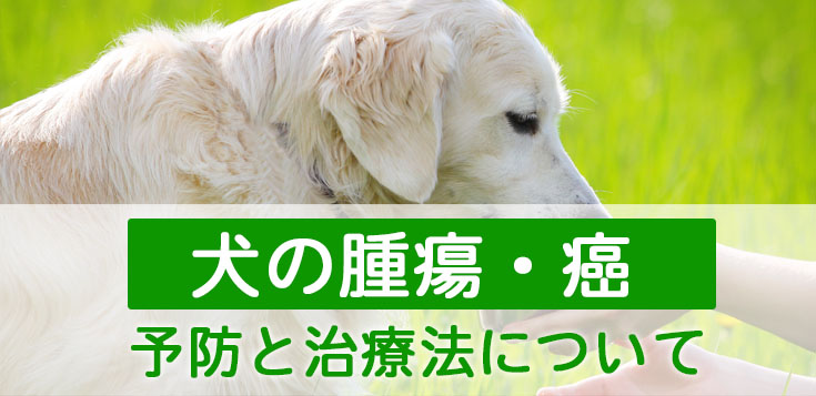 犬のしこり・腫瘍・癌