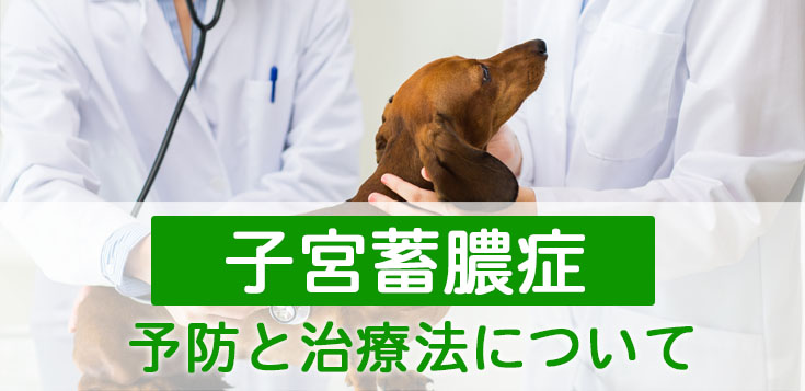 犬の子宮蓄膿症（パイオメトラ）