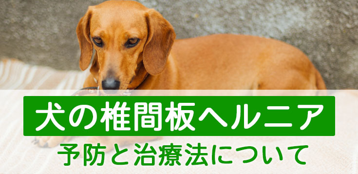 犬の椎間板ヘルニア（ヘミラミ）