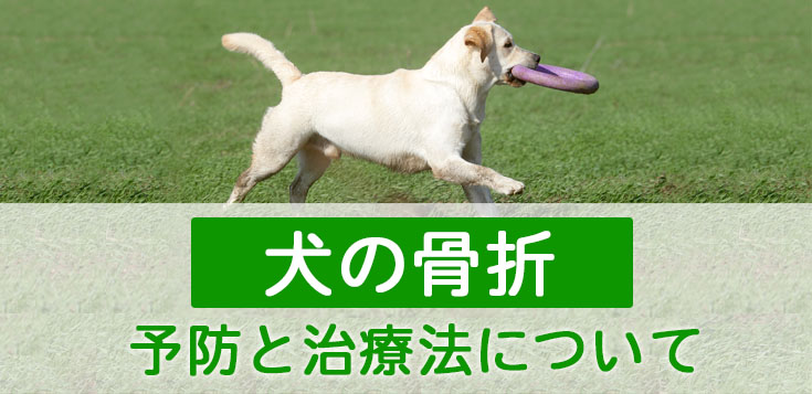 犬の骨折