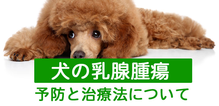 犬の乳腺腫瘍・しこり