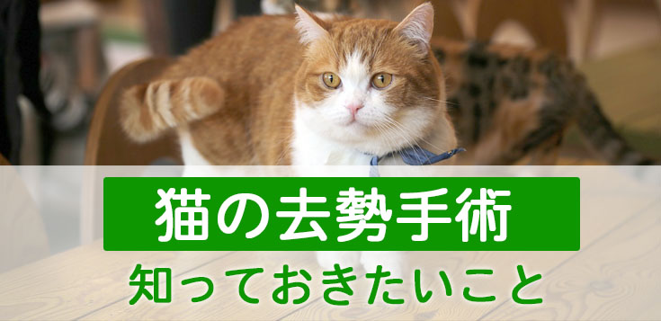 猫の去勢