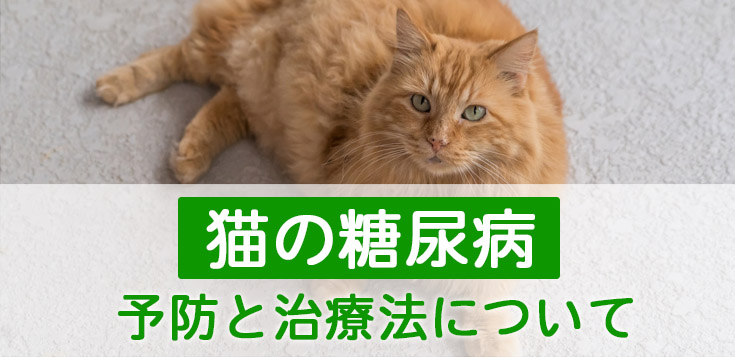 猫の糖尿病