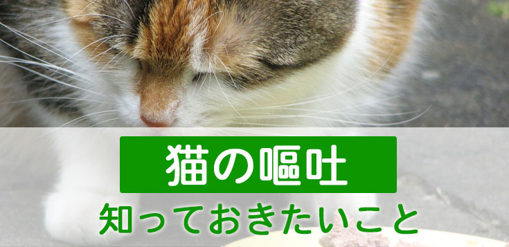 猫の嘔吐