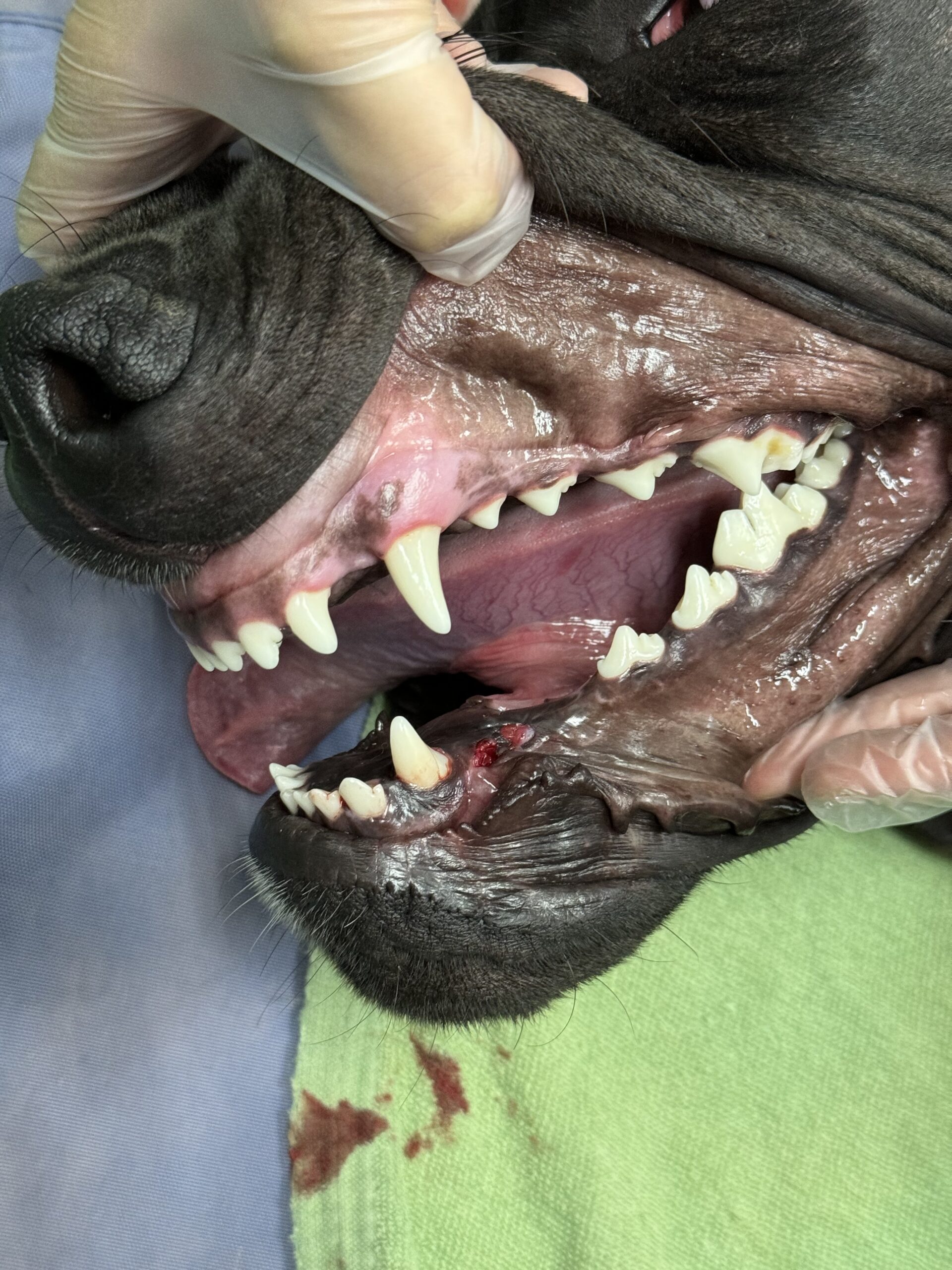 術後経過の写真1