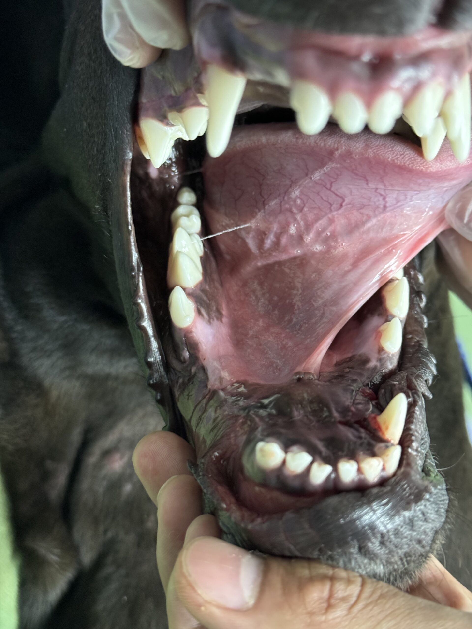 術後経過の写真2